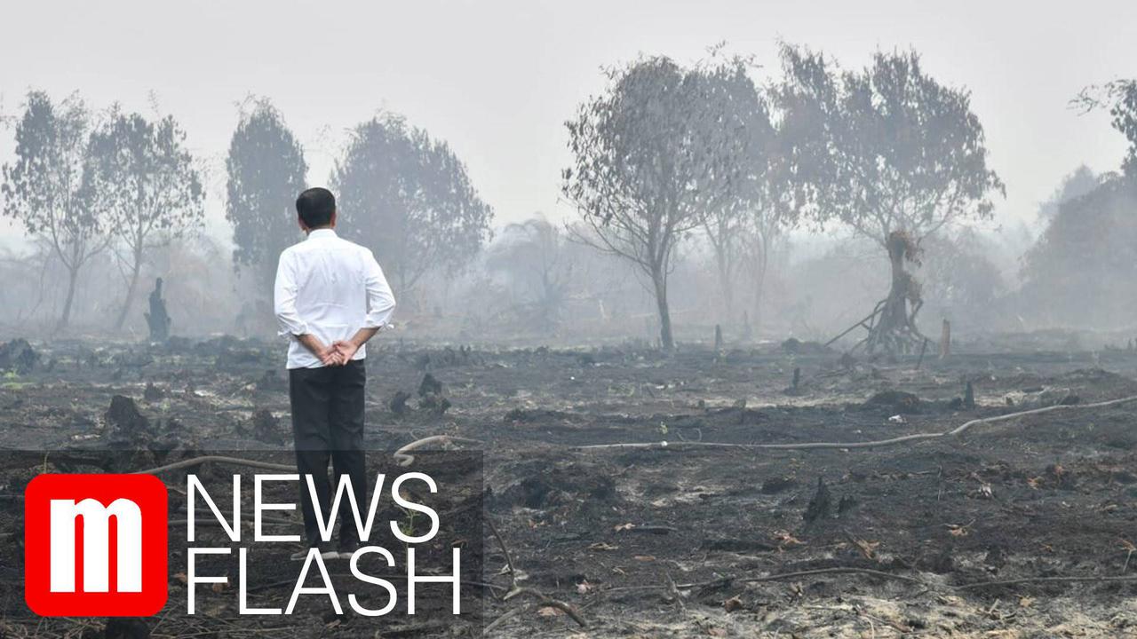 VIDEO: Kondisi Kebakaran Hutan di Riau saat Didatangi Jokowi