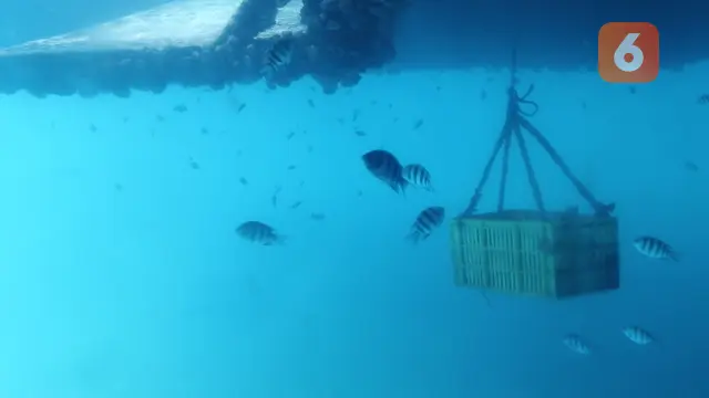 Wisata Snorkling Bawah Laut Nusa Lembongan Bali
