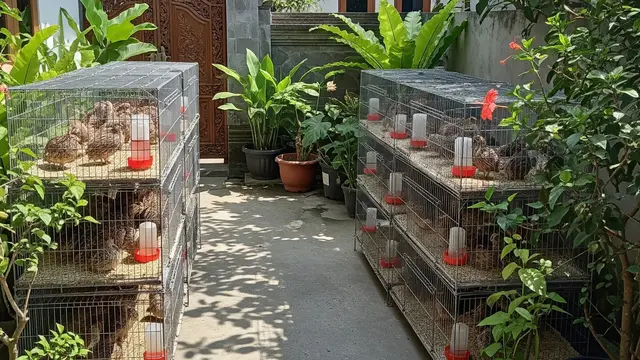 6 Tanda Ternak Puyuh Tidak Produktif dan Cara Mengatasinya, Hasil Optimal