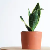 Lidah Mertua (sumber: Kara Eads on Unsplash)