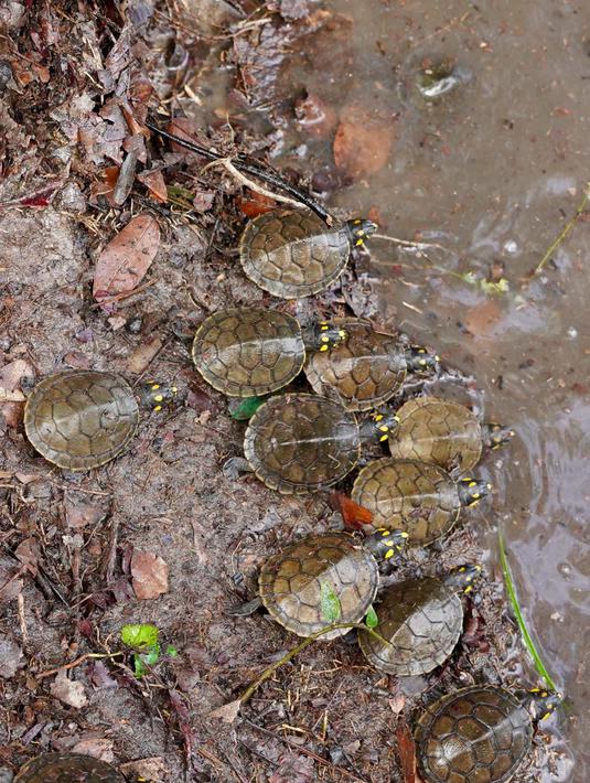 Proyek perlindungan serta pelepasliaran kura-kura sungai berbintik kuning ini dilakukan melalui program penelitian dan penyuluhan dari Universidade Federal do Amazonas. (Orlando Junior/AFP)