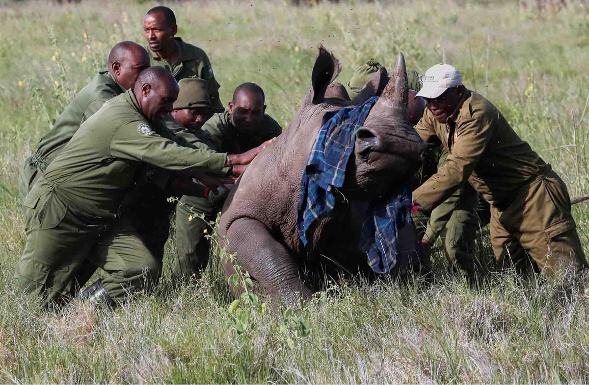FOTO:  Melihat Penandaan Telinga Badak di Kawasan Konservasi Margasatwa Lewa Kenya