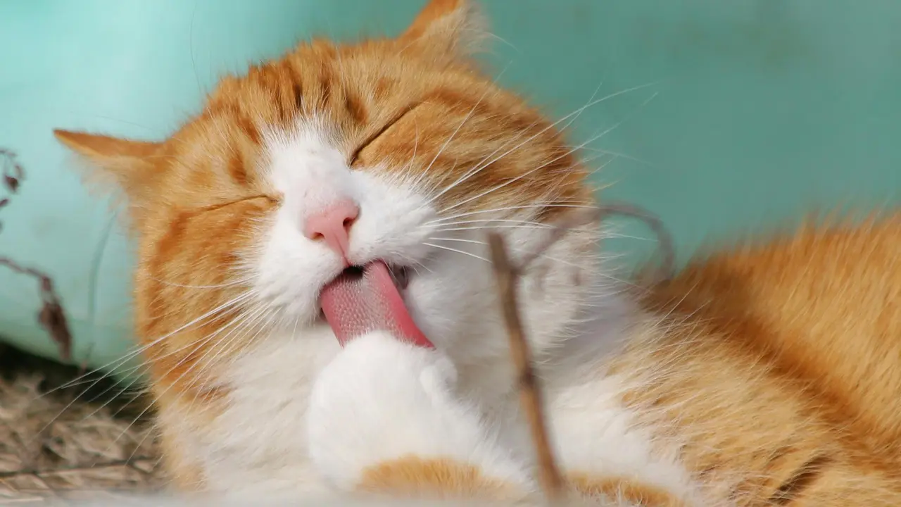 Mitos atau Fakta: Kucing Tidak Suka Minum? Fakta Penting untuk Pemilik Anabul