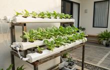 7 Ide Hidroponik Pakcoy Panen 40 Hari, Solusi Menanam Sayur Meski Lahan Terbatas