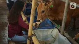 Sales Promotion Girl (SPG) memberi makan hewan kurban di Mal Hewan Qurban H. Doni di Depok, Jawa Barat, Kamis (16/7/2020). Di masa pandemi, mal hewan kurban kembali menggunakan jasa SPG untuk menawarkan sapi dan kambing dengan tetap menerapkan protokol kesehatan. (Liputan6.com/Immanuel Antonius)