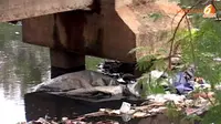 [VIDEO] Tumpukan Sampah Tutupi Kali Sekretaris Daan Mogot
