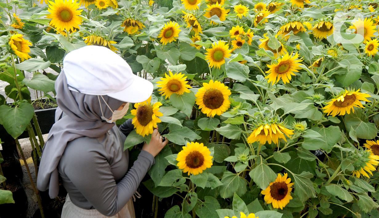 Pengunjung melihat tanaman bunga matahari di Bogor Sky Garden, Mall BTM, Kota Bogor, Jawa Barat, Minggu (13/06/2021). Taman bunga matahari di atap gedung pusat perbelanjaan itu menjadi wisata alternatif secara gratis bagi pengunjung dalam mengisi libur akhir pekan. (merdeka.com/Arie Basuki)