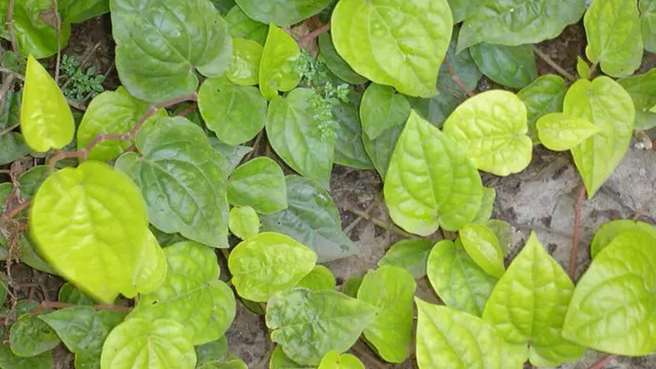 10 Manfaat Daun Sirih untuk Wajah, Solusi Alami Atasi Masalah Kulit