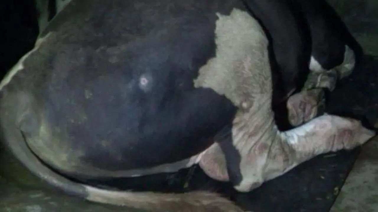 Karpet mewah untuk Mike Tyson, sapi kurban Jokowi (Fauzan/Liputan6.com)