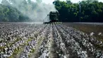 Kapas terlihat di ladang sementara petani memanen tanaman dari lahan seluas 140 hektare di Ellis County, dekat Waxahatchie, Texas, Senin (19/9/2022). Amerika Serikat adalah pemasok kapas terbesar ketiga di dunia, setelah India dan China. (Andy JACOBSOHN/AFP)
