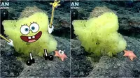 Penemuan SpongeBob dan Patrick Oleh Ilmuwan (Sumber: Twitter/echinoblog)