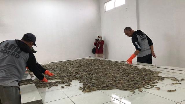 Ilustrasi panen udang vaname di tambak. (Tira/Liputan6.com)