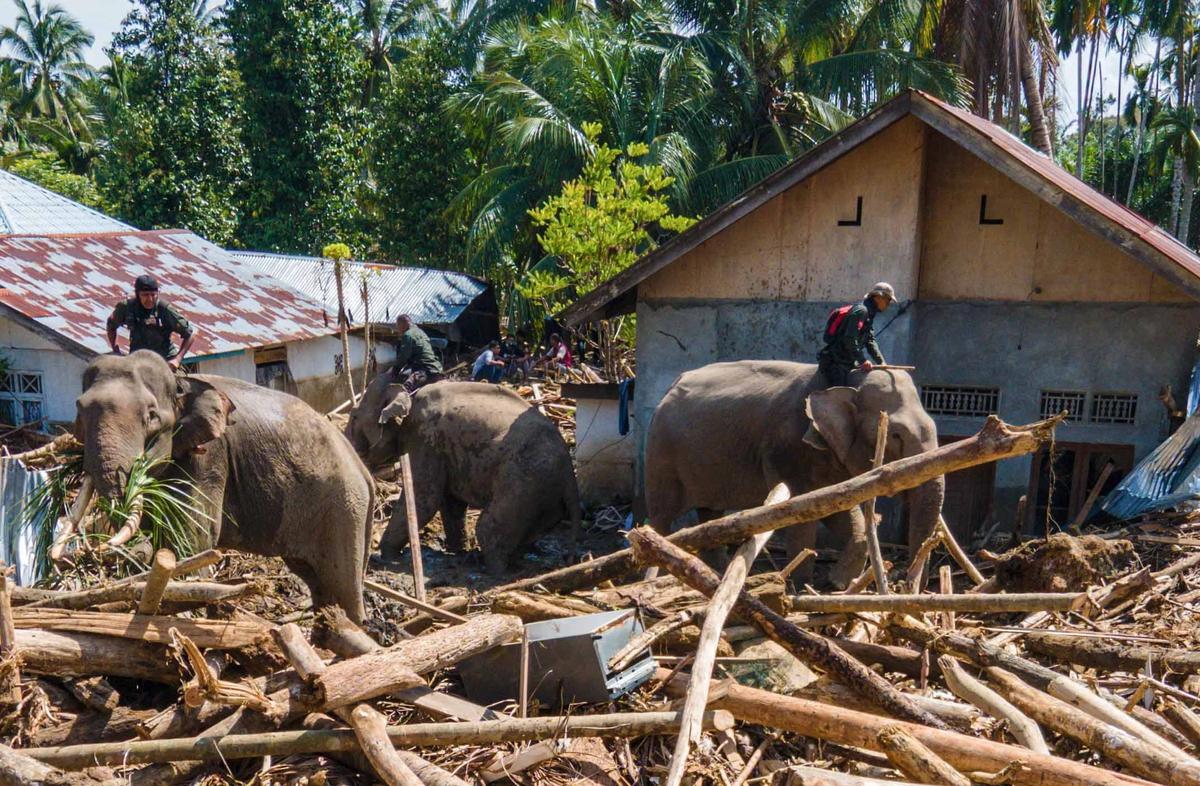 FOTO: Gajah Sumatra Dikerahkan Bantu Evakuasi Pascabanjir Bandang di Pidie Jaya