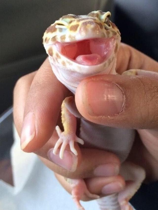 hewan berpose di depan kamera