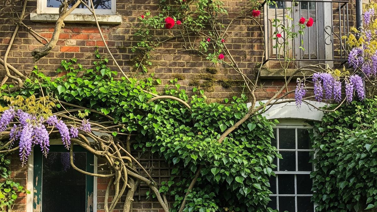 7 Inspirasi Dinding Belakang Rumah dengan Tanaman Rambat Campuran