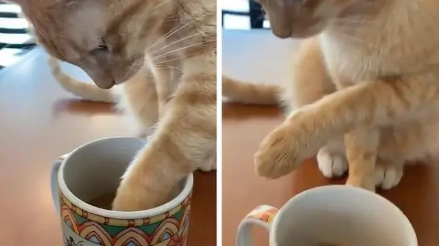 6 Potret Kopi Diminum Hewan Ini Bikin Geregetan, Apes Banget