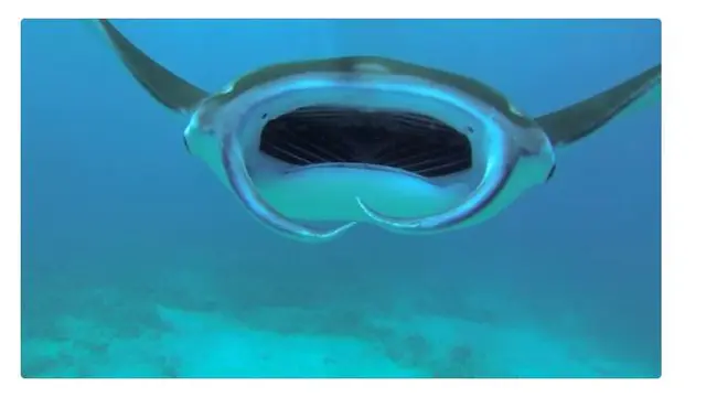 Manta Rays