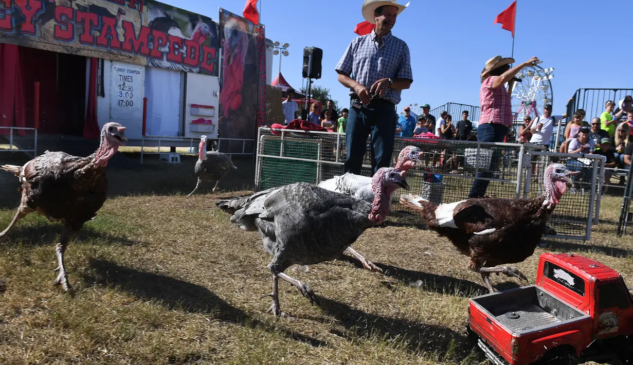 Beberapa ekor ayam kalkun mengejar truk remote kontrol saat balap Turkey Stampede pada acara tahunan Kern County Fair di Bakersfield, California, Sabtu (30/9). Mainan truk remote kontrol itu berisi makanan sebagai umpan bagi ayam Kalkun (Mark RALSTON/AFP)