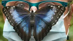 Kupu-kupu Biru (Morpho peleides) berusia beberapa jam mendarat di atas kepala seorang perempuan yang mengenakan masker di Taman Kupu-Kupu Alaris di Lutherstadt Wittenberg, Jerman pada 8 September 2020. (Waltraud Grubitzsch/dpa via AP)