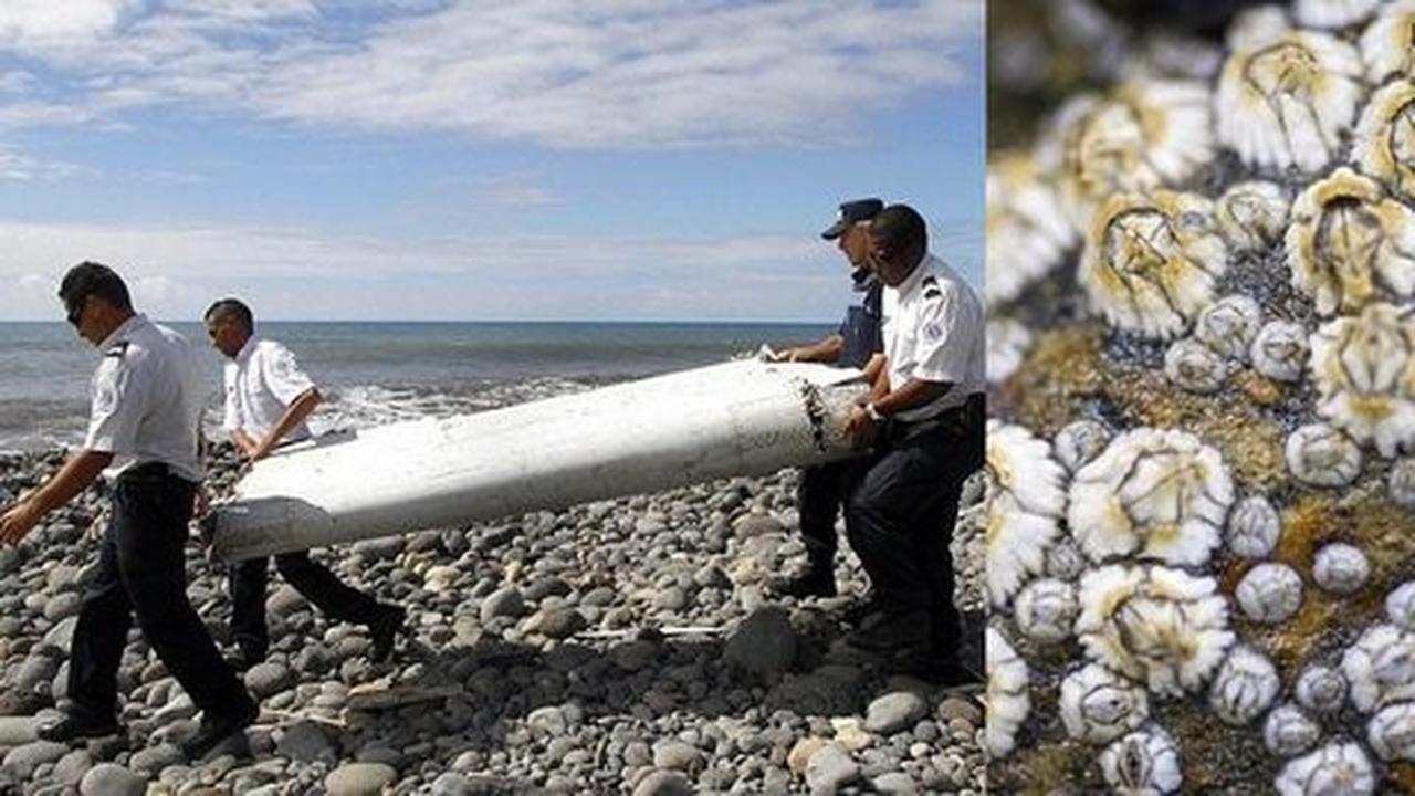 Hewan mungil ini bisa bantu ungkap lokasi pesawat MH370