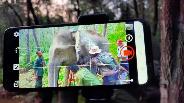 GPS Collar dan Pelestarian Habitat Gajah Sumatra di Sumsel