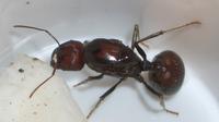 4 Pria Nekat Selundupkan 5.000 Semut (Sumber: ants-kalytta.com)