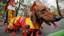 Seekor anjing jenis dachshund berpakaian seperti Raja Tiongkok saat mengikuti Parade Dachshund di St.Petersburg, Rusia, Sabtu (27/5). (AP Photo / Dmitri Lovetsky)