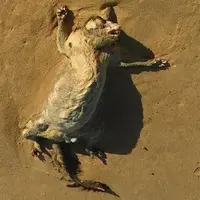 Seekor 'monster misterius' ditemukan mati di Pantai Dee Why Australia