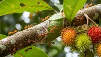 Cara Atasi Semut Rangrang di Pohon Buah agar Tanaman Tetap Sehat dan Produktif