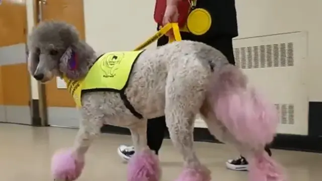 Anjing Terlatih
