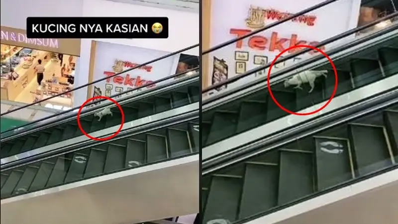 Viral Video Kucing Lawan Arah di Ekskalator Mall Ini Curi Perhatian