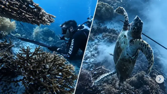 Kronologi Bule China Ditangkap Usai Masak Penyu Raja Ampat