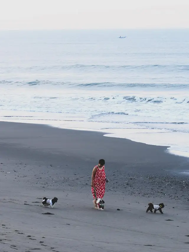 6 Tips Membawa Anjing Traveling dari Pawrents Shih Tzu, Jaga Anabul Tetap Bahagia