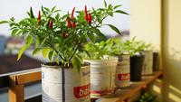7 Cara Menanam Cabai di Kaleng Cat Bekas, Mudah dan Hemat Lahan