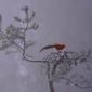 Burung phoenix merah asal China. Dok: Inkstone