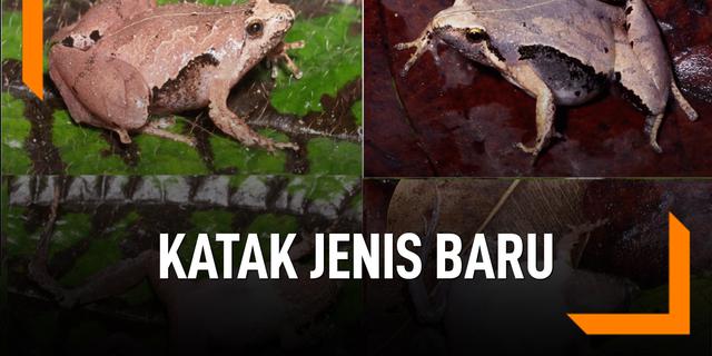 VIDEO: Ini Dia Katak Jenis Baru Ditemukan di Sumatera