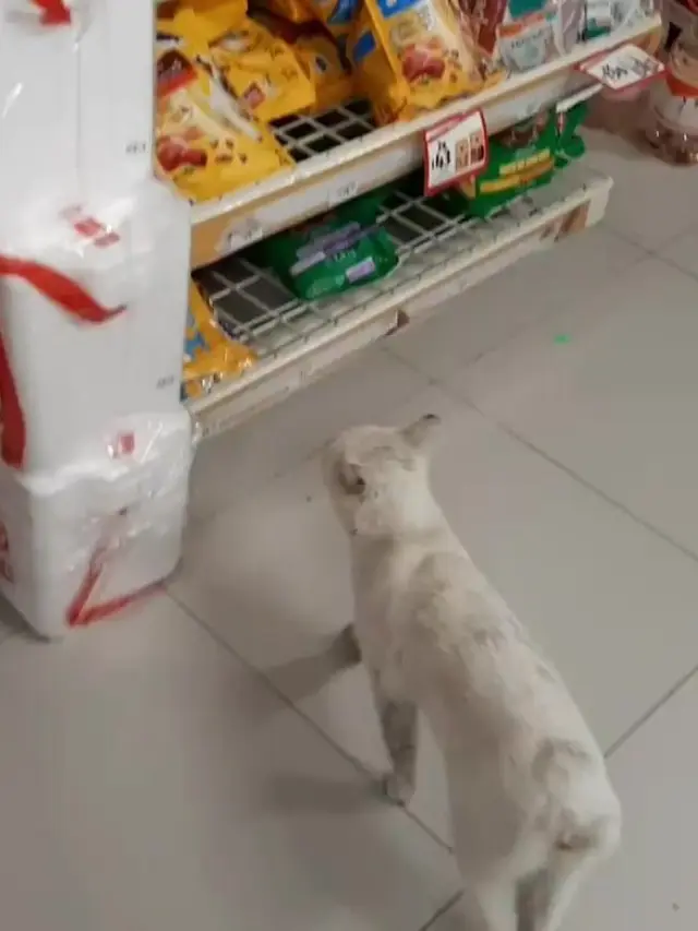 Kocak, Kucing Liar Pintar Ini Ajak Orang ke Toko untuk Belikan Makanan