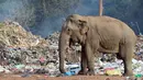 Gajah liar berada di tempat pembuangan sampah terbuka Desa Digampathana, Sabtu (19/8). Sri Lanka telah melarang tempat pembuangan sampah terbuka di dekat suaka margasatwa untuk mencegah gajah mencari makan di tumpukan sampah. (LAKRUWAN WANNIARACHCHI/AFP)