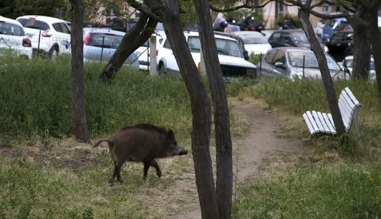 Seekor babi hutan berlari  di taman dekat dengan permukiman warga di Ajaccio, di Pulau Mediterania Prancis, Corsica (18/4/2020). Hari ke-33 karantina wilayah di Prancis sejumlah binatang liar memasuki wilayah permukiman dan perkotaan. (AFP/Pascal Pochard-Casabianca)