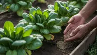 Cara Menyuburkan Tanaman Bayam dan Sawi agar Daun Rimbun dan Cepat Panen