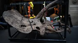 Kerangka dinosaurus triceratops saat dibawa menuju galeri untuk dipamerkan menjelang penjualan lelangnya di Paris pada 31 Agustus 2021. Triceratops adalah salah satu dinosaurus yang paling khas karena tiga tanduk di kepala -- satu di hidung dan dua di dahi. (Christophe ARCHAMBAULT/AFP)