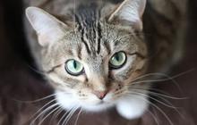 9 Cara untuk Mengusir Kucing yang Sering Buang Air di Lokasi Tertentu, Cegah Bau Tak Sedap di Sekitar Rumah
