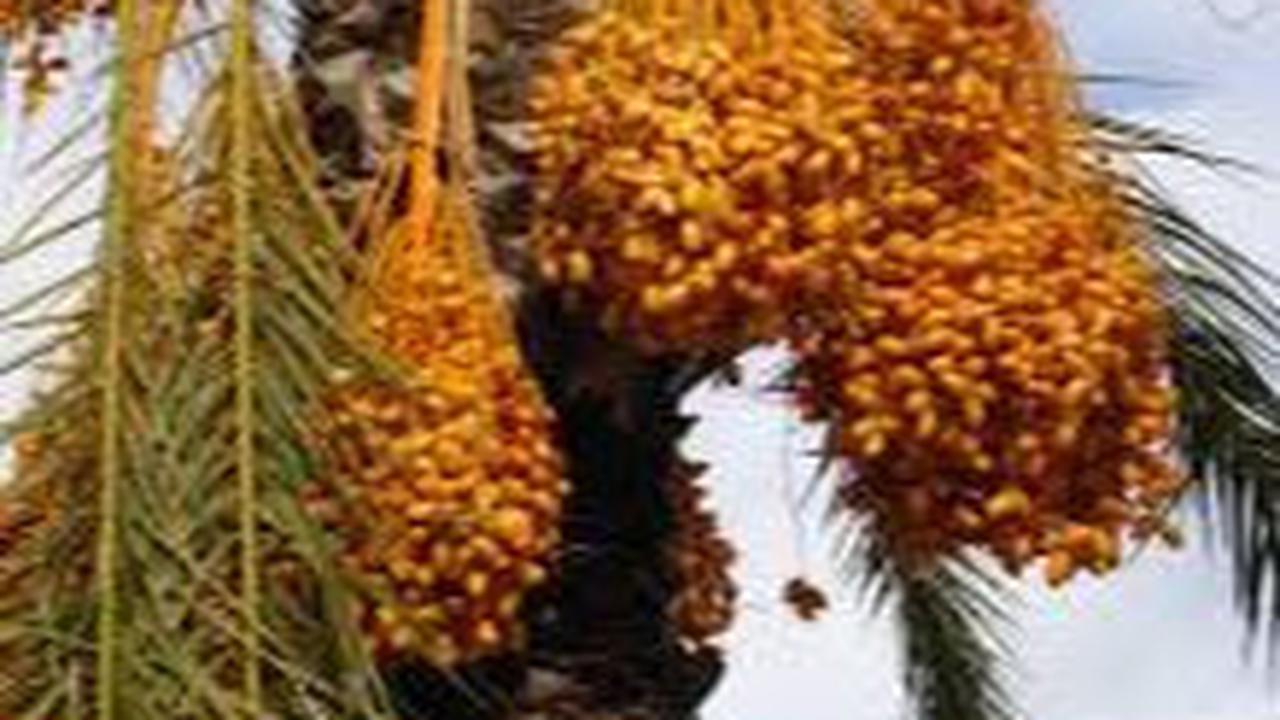 Buah lontar atau siwalan masuk dalam golongan tanaman palma. Biasanya lontar tumbuh di beberapa daerah tropis di sejumlah daerah seperti Jawa, Bali, Sulawesi, hingga Nusa Tenggara.
