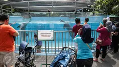 Pengunjung mengamati akuarium berisi lumba-lumba di Dolphin Bay, Taman Impian Jaya Ancol, Jakarta, Jumat (14/4). Wahana tersebut menjadi sarana edukasi sekaligus mengenalkan lebih dekat lumba-lumba kepada para pengunjung. (Liputan6.com/Faizal Fanani)
