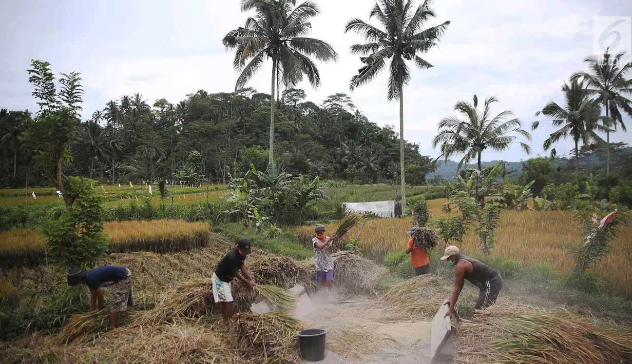 Petani memanen padi di Desa Jungutan, Karangasem, Bali, Jumat (1/12). Erupsi Gunung Agung yang memuntahkan abu vulkanik menyebabkan tanaman padi milik warga rusak serta mengalami penurunan kualitas produksi. (Liputan6.com/Immanuel Antonius)