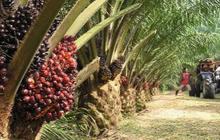 Ini Produk Rumah Tangga yang Dihasilkan dari Pohon Kelapa Sawit Selain Minyak Goreng
