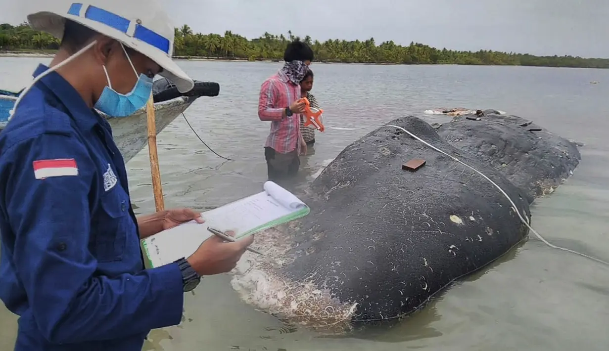 Foto tak bertanggal, peneliti mengumpulkan data bangkai paus sperma yang terdampar di perairan Wakatobi, Sulawesi Tenggara. Pada bangkai paus itu ditemukan 5,9 kg sampah, bahkan terdapat sandal jepit. (Muhammad Irpan Sejati Tassakka, AKKP Wakatobi via AP)