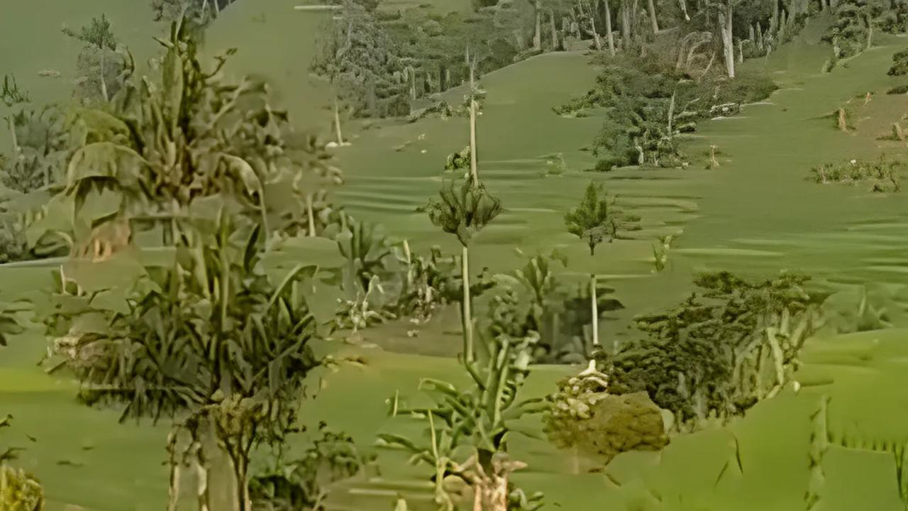 Disebut Mirip Eropa, Desa di Ciamis Ini Punya Jalan Indah yang Membelah Terasering Sawah
