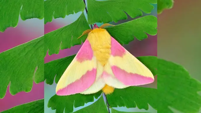 Photo: Copyright metro.co.uk