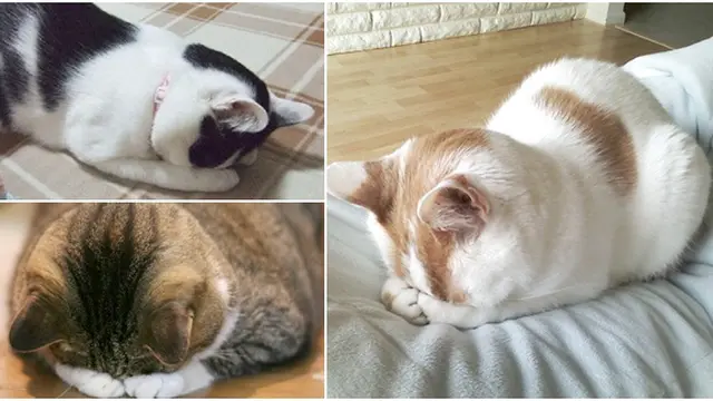 (c) rocketnews24.com